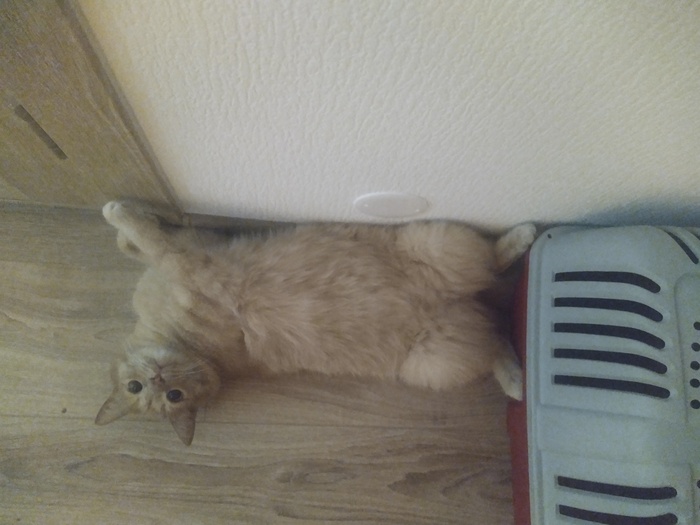 Ответ на пост «Конкурс: лучший кот Пикабу»