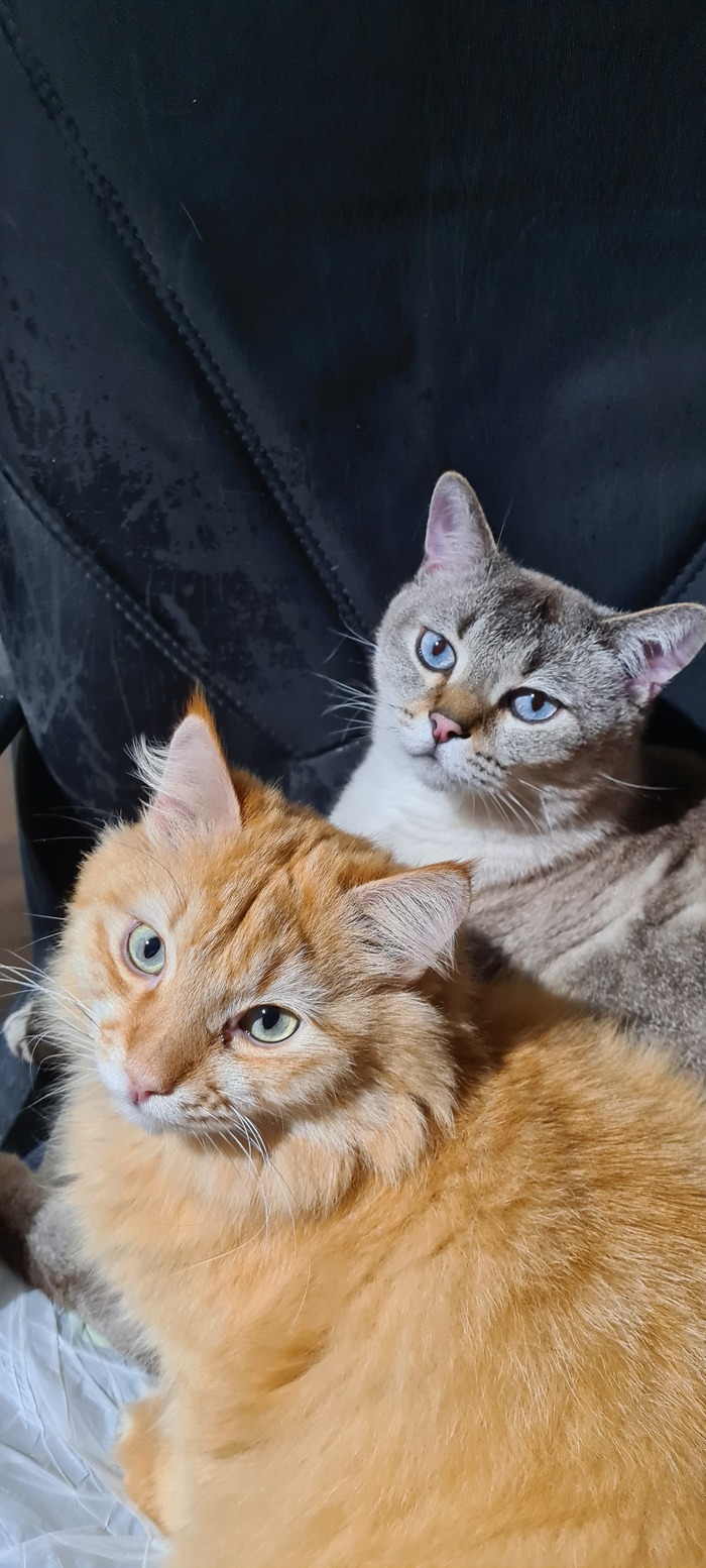 И вся банда в сборе :)