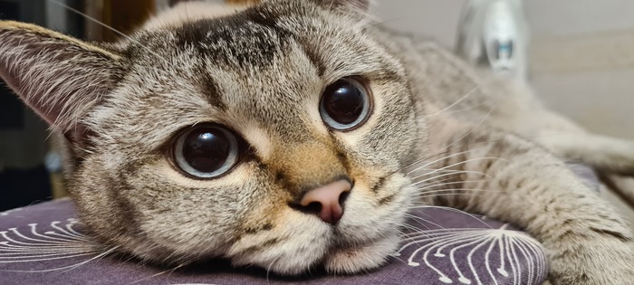 Альбус, в общении - Буся :) помесь породистых, от этого еще лучше :) 6 лет