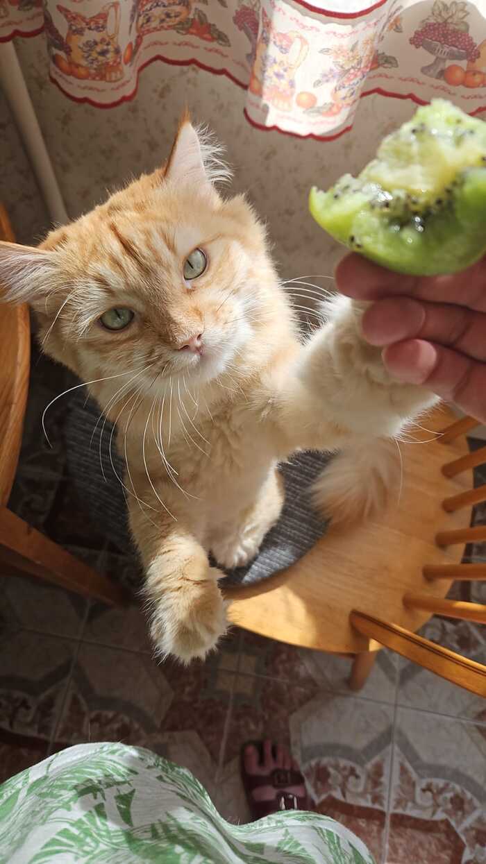 Зовут Тесла, но в простонародии кличут Рыжий. Подобранец из Ростовской области :) 2.5 года