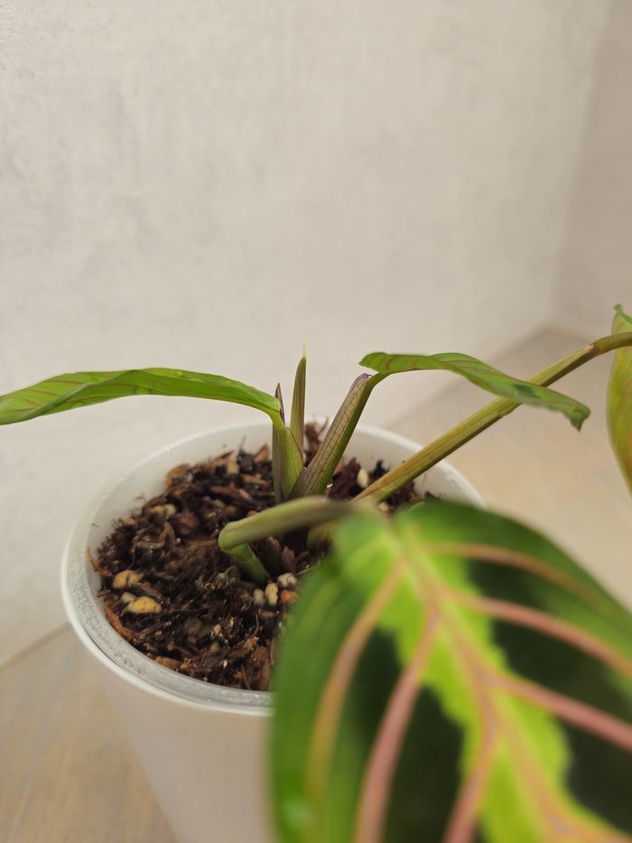 Ну и еще у нее стал зарождаться новый листик!