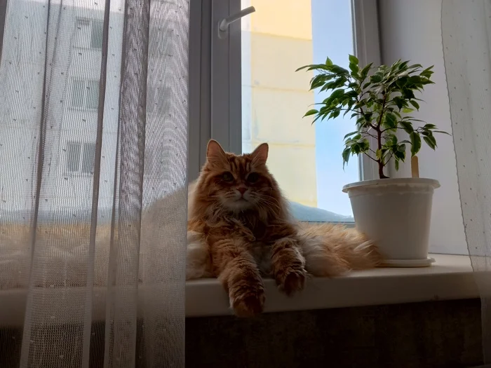 Ответ на пост «Конкурс: лучший кот Пикабу» - Пикабушники, Пикабу, Конкурс, День кошек, Кот, Волна постов, Ответ на пост, Длиннопост
