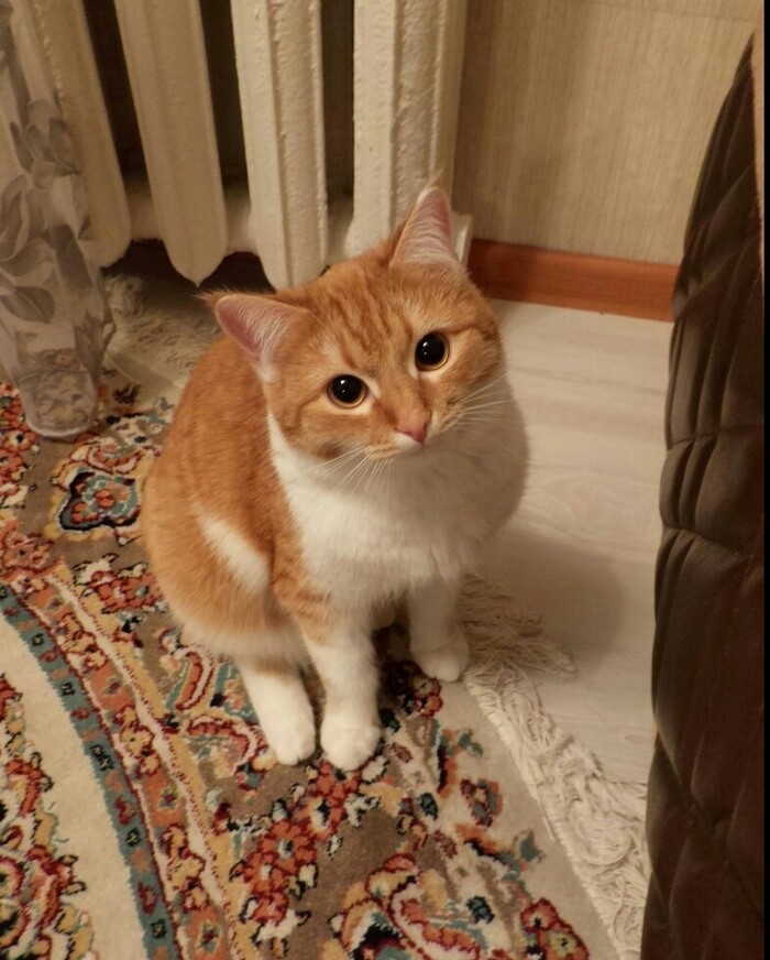 Ответ на пост «Конкурс: лучший кот Пикабу»