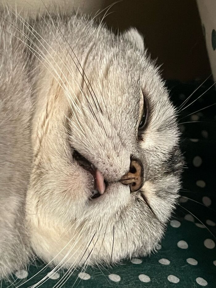 Ответ на пост «Конкурс: лучший кот Пикабу»