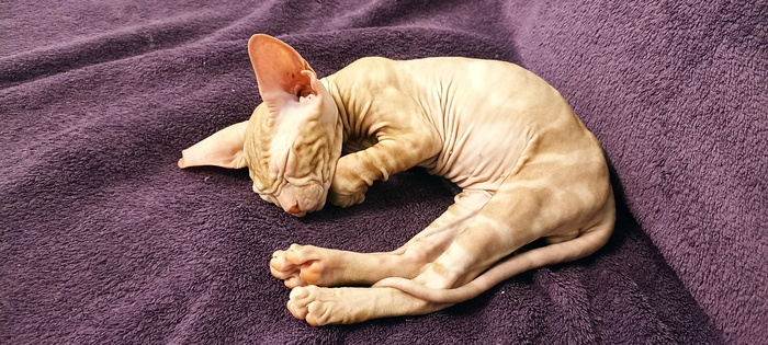 Ответ на пост «Конкурс: лучший кот Пикабу»