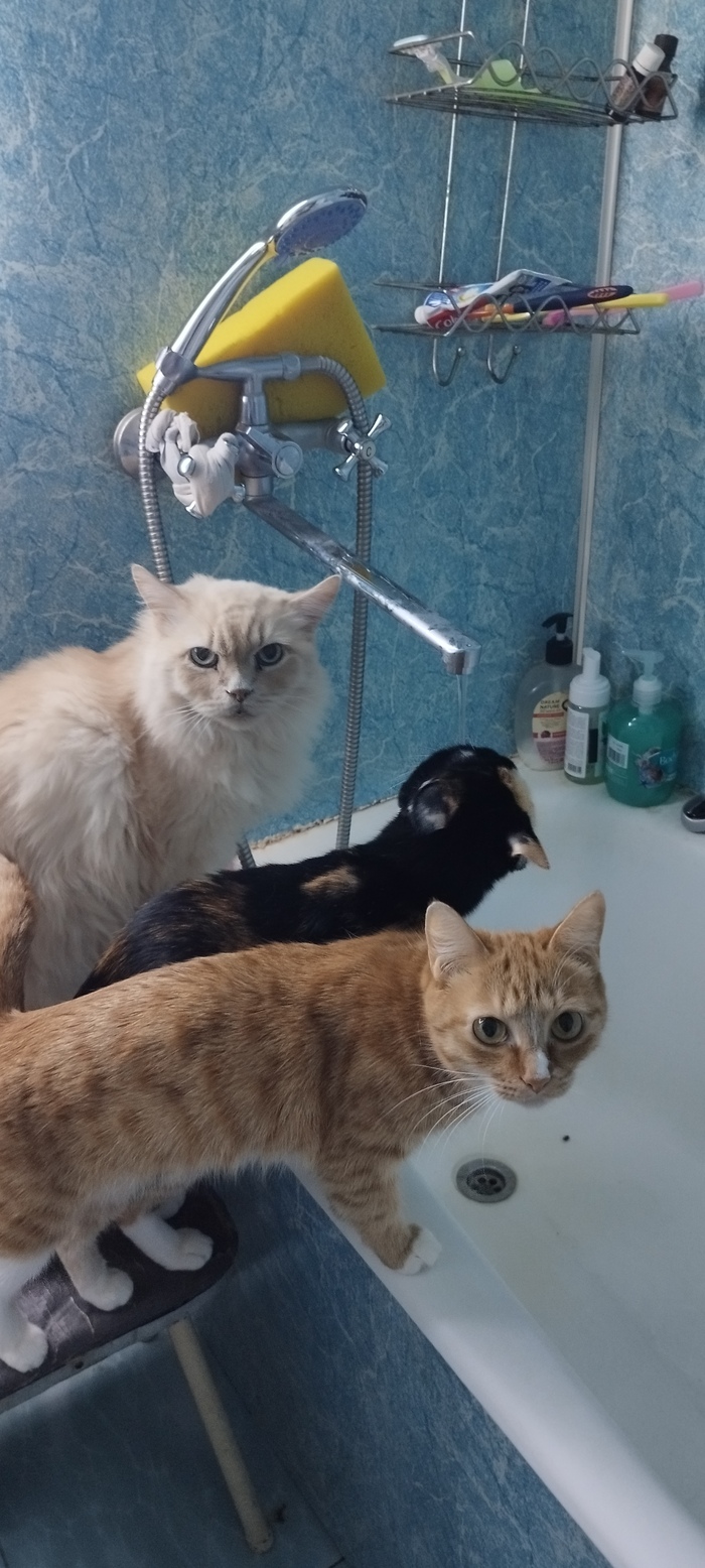  ,   - ,     - ,      - ϸ.&#x1F63A;