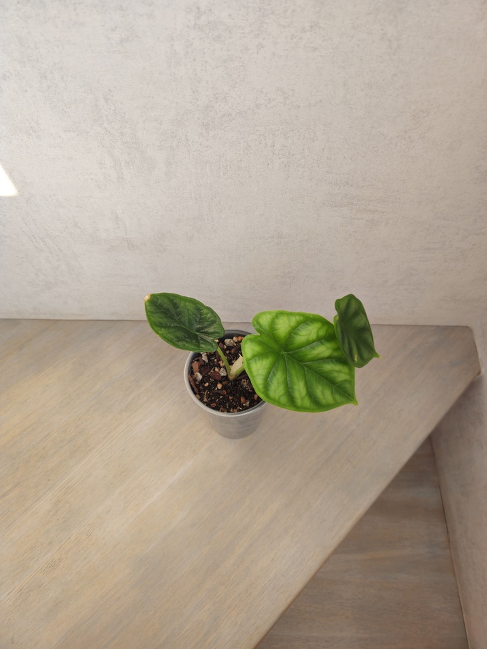 Алоказия Шкура Дракона