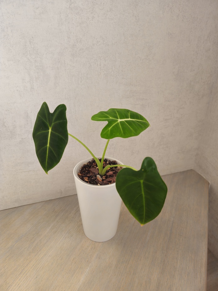 Алоказия Мишольца