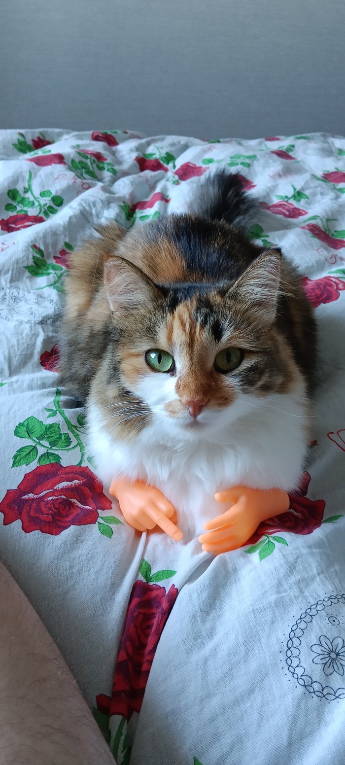 Ответ на пост «Конкурс: лучший кот Пикабу»