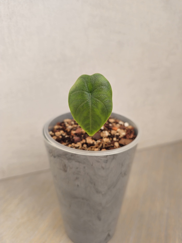 Алоказия Мело