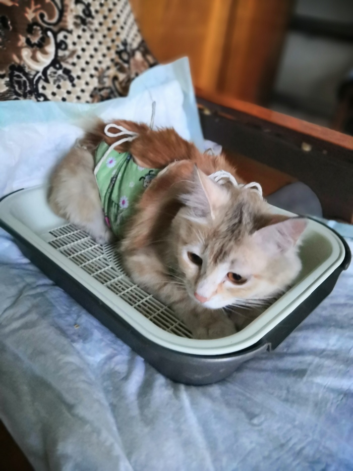 Приучаемся к лотку