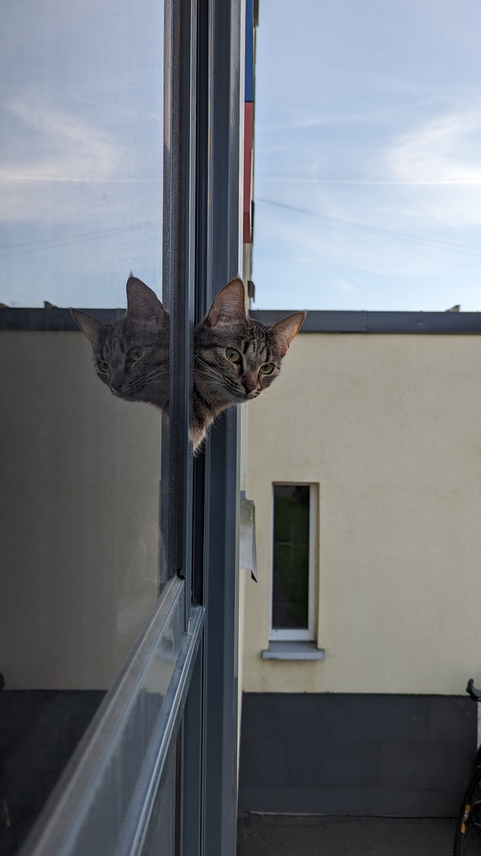 Ответ на пост «Конкурс: лучший кот Пикабу»