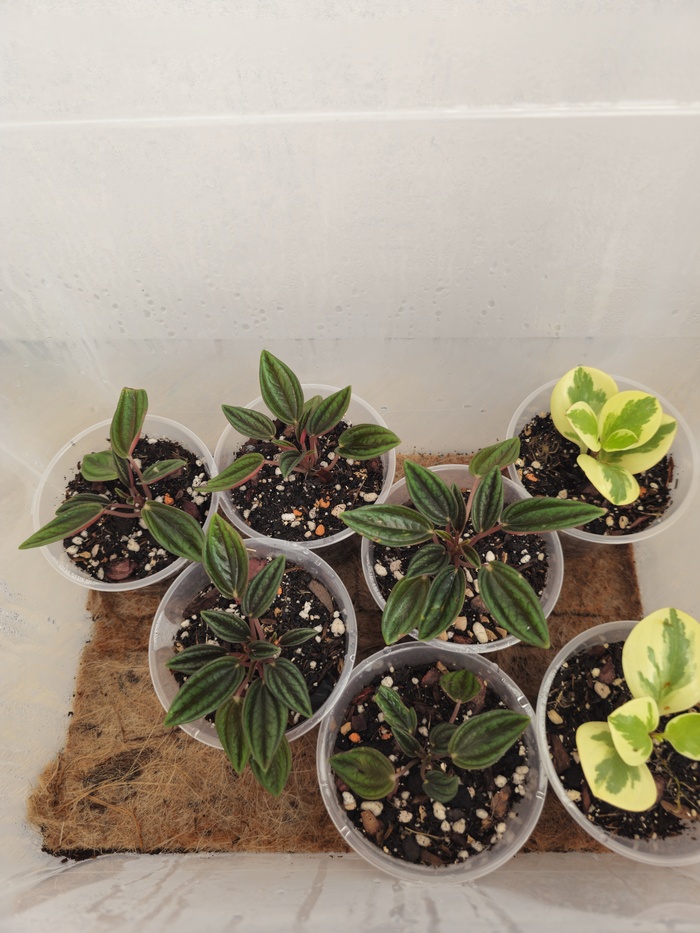 Пока что адаптируются вот в такой тепличке. Вместе с ними в ней стоит маранта, которую я вытащил на время съемки. Пока что стоят не у меня в комнате.