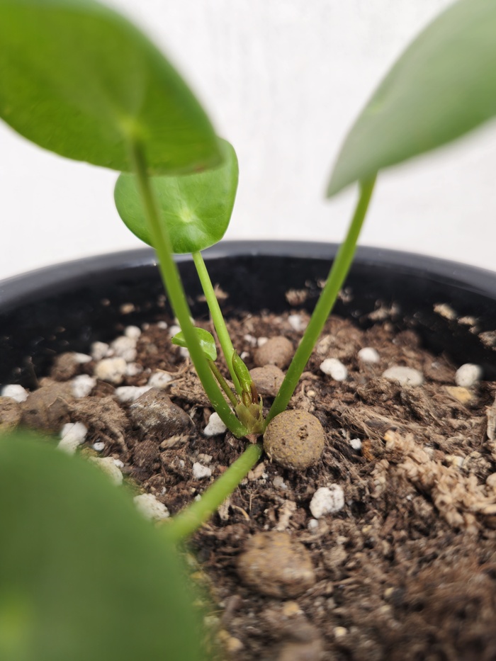 Пилея Пеперомиевидная