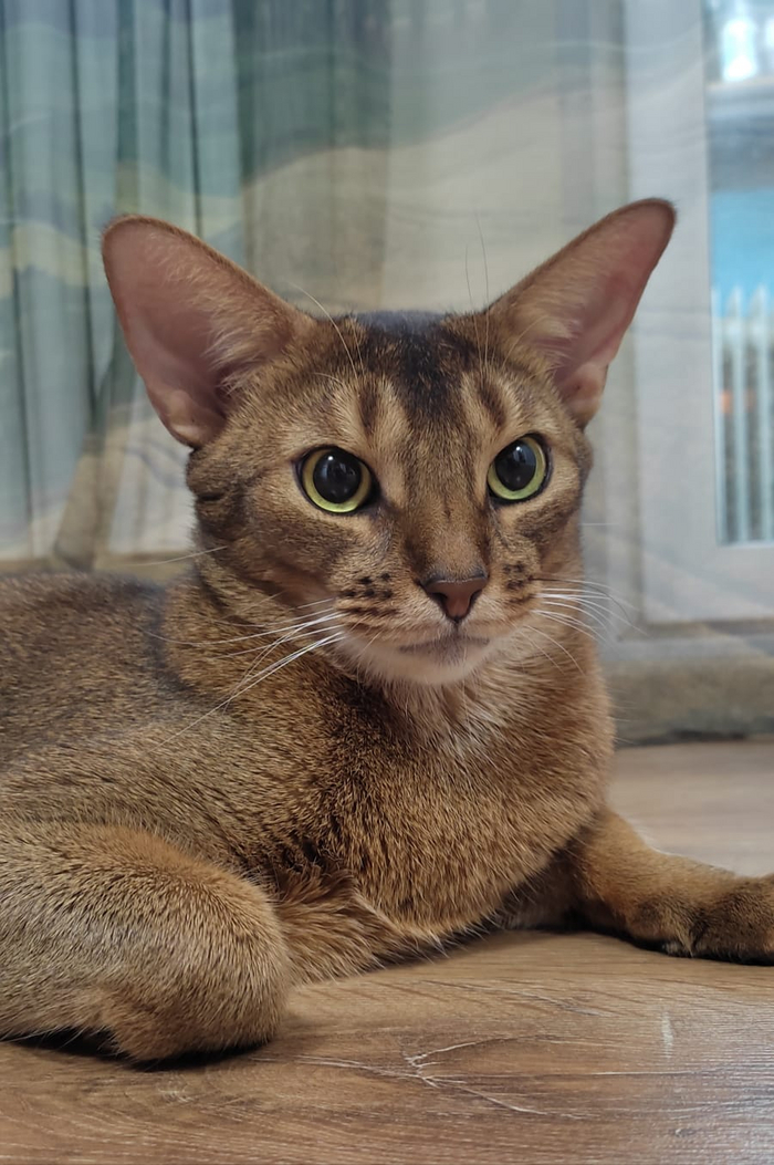 Ответ на пост «Конкурс: лучший кот Пикабу»