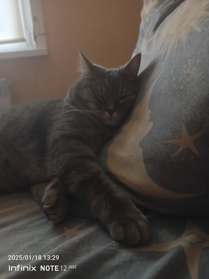 Reply to the post Competition: Best Pikabu Cat - My, Pick-up headphones, Peekaboo, Competition, Cat Day, cat, A wave of posts, Longpost