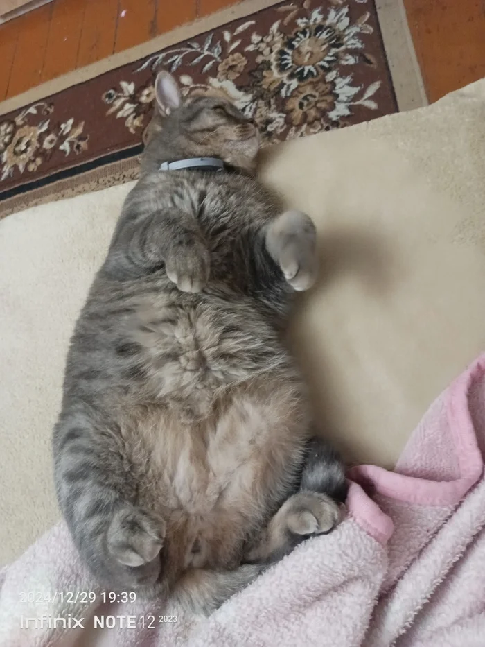 Reply to the post Competition: Best Pikabu Cat - My, Pick-up headphones, Peekaboo, Competition, Cat Day, cat, A wave of posts, Longpost