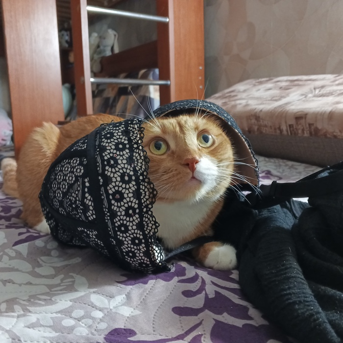    :    , , ,  , ,  ,   