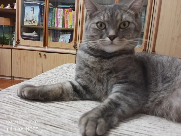 Reply to the post Competition: Best Pikabu Cat - My, Pick-up headphones, Peekaboo, Competition, Cat Day, cat, A wave of posts, Longpost