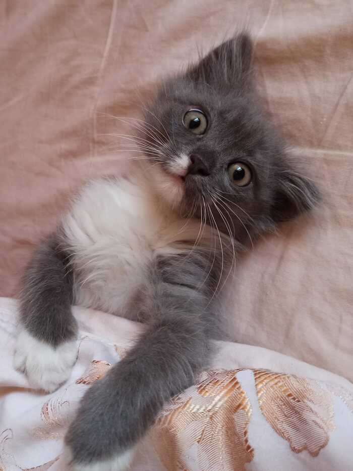 Ответ на пост «Конкурс: лучший кот Пикабу»