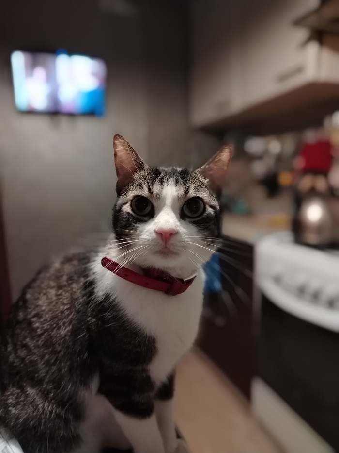 Ответ на пост «Конкурс: лучший кот Пикабу»