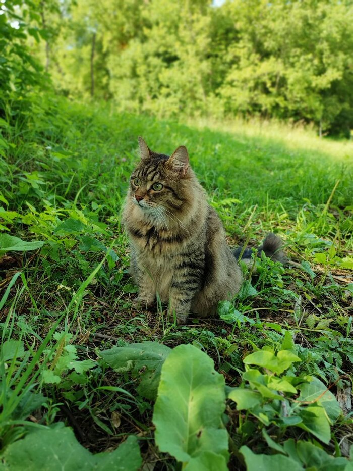 Ответ на пост «Конкурс: лучший кот Пикабу»