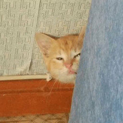 ��� ����� ������� "�������" ����? ��� �� ��� ��������!