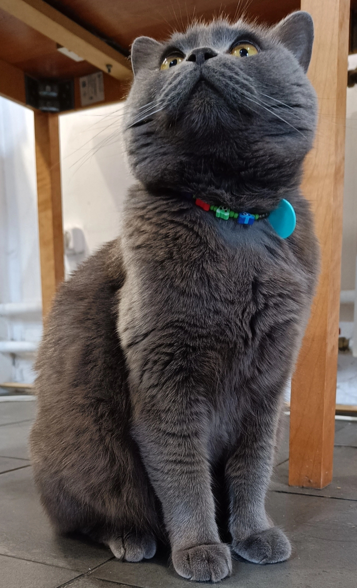 Ответ на пост «Конкурс: лучший кот Пикабу»