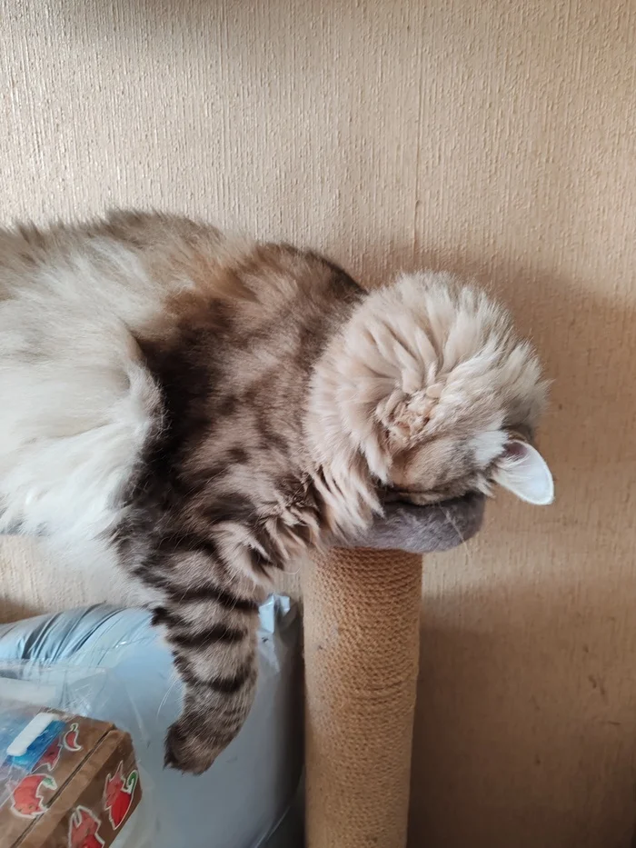 Reply to the post Competition: Best Pikabu Cat - My, Pick-up headphones, Peekaboo, Competition, Cat Day, cat, A wave of posts, Longpost