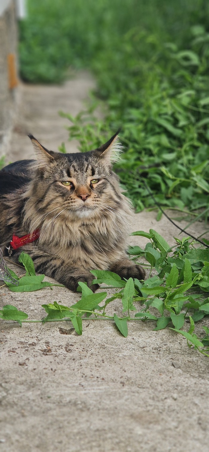 Ответ на пост «Конкурс: лучший кот Пикабу»