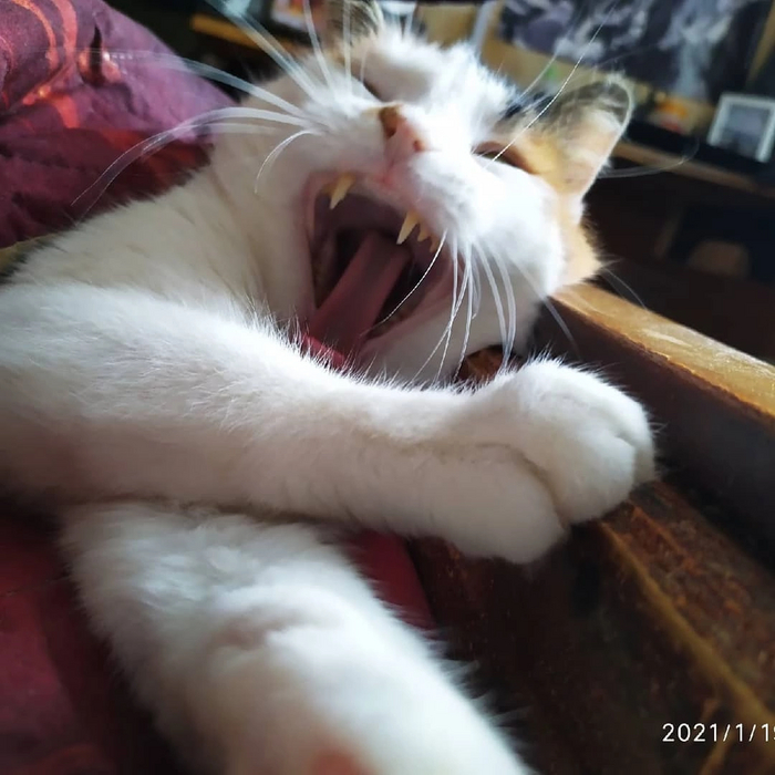 Ответ на пост «Конкурс: лучший кот Пикабу»