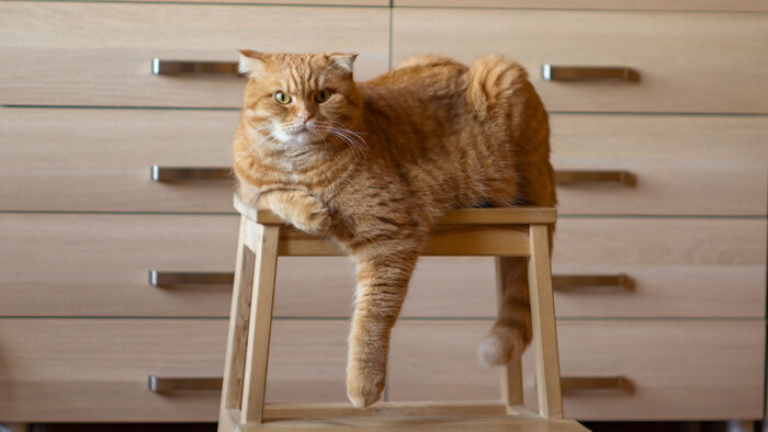 ,  .    12  . 8  .)))