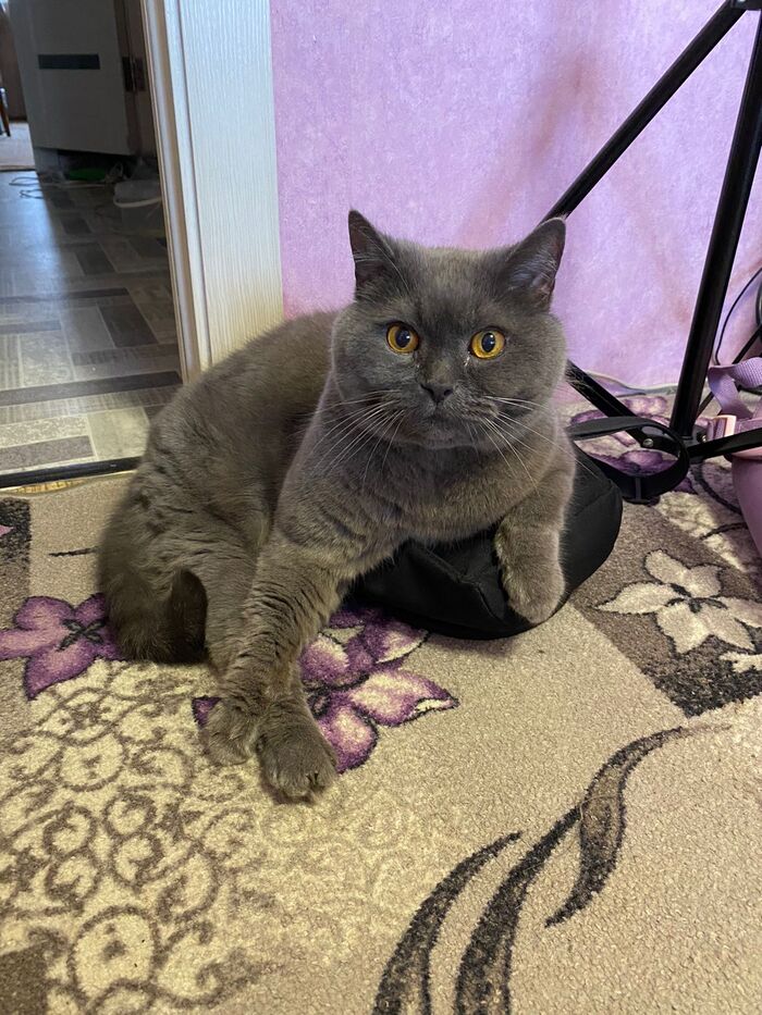 Ответ на пост «Конкурс: лучший кот Пикабу»