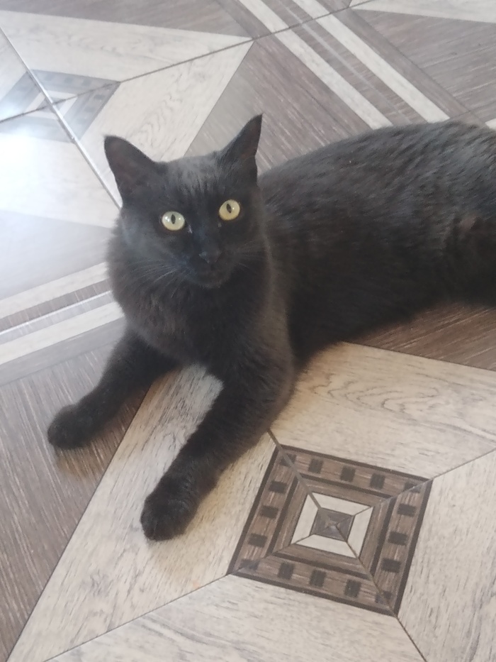 Пум, Пумба, котик, Пумчик-хрумчик, кот-бегемот