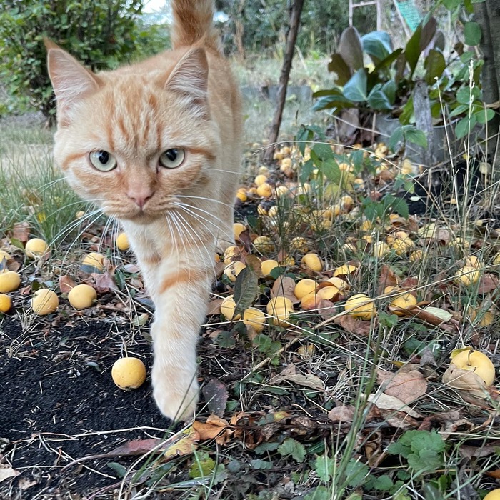 Любит огурцы и салат, к яблокам равнодушен