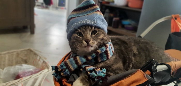 Дочка принарядила для фотосессии (снято 2 года назад). Лежит в кукольной коляске - он любил там спать и кататься в ней.