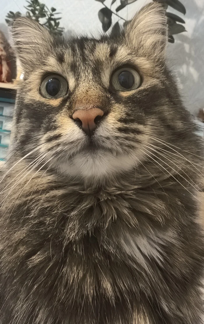 Reply to the post Competition: Best Pikabu Cat - My, Pick-up headphones, Peekaboo, Competition, Cat Day, cat, A wave of posts, Reply to post, Longpost