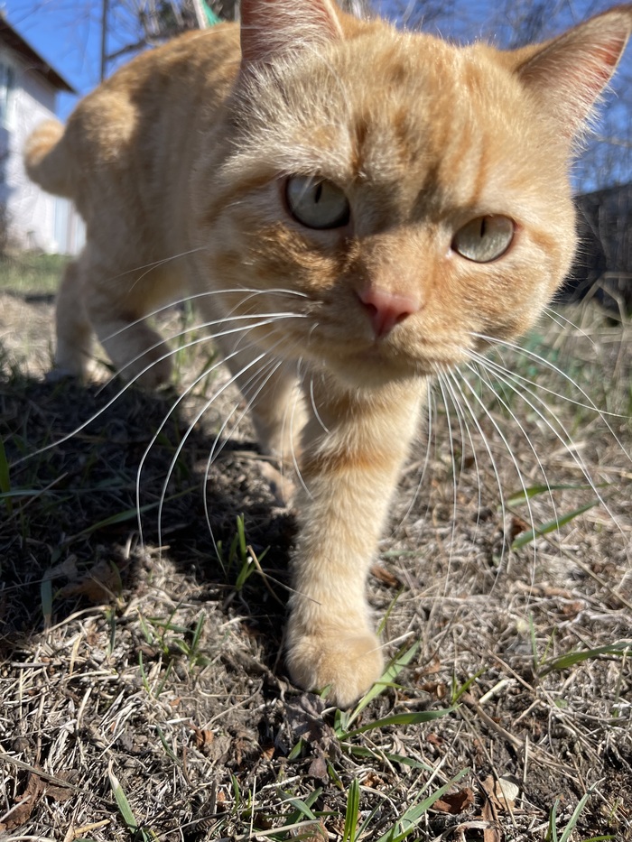 Охраняет свою территорию и очень любопытный