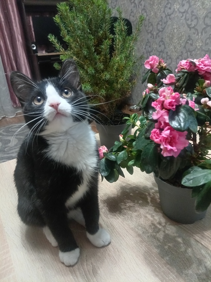 Ответ на пост «Конкурс: лучший кот Пикабу»