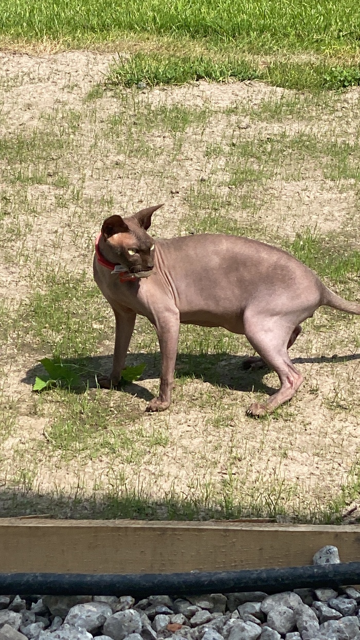 Ответ на пост «Конкурс: лучший кот Пикабу»