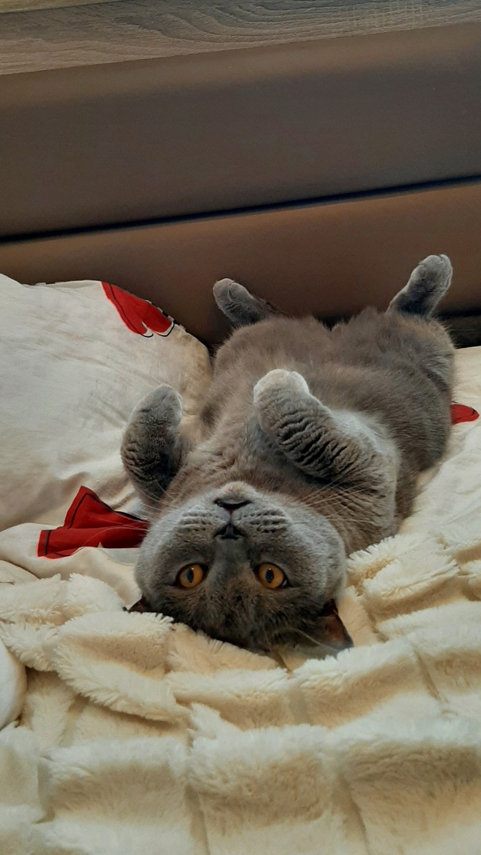 Ответ на пост «Конкурс: лучший кот Пикабу»