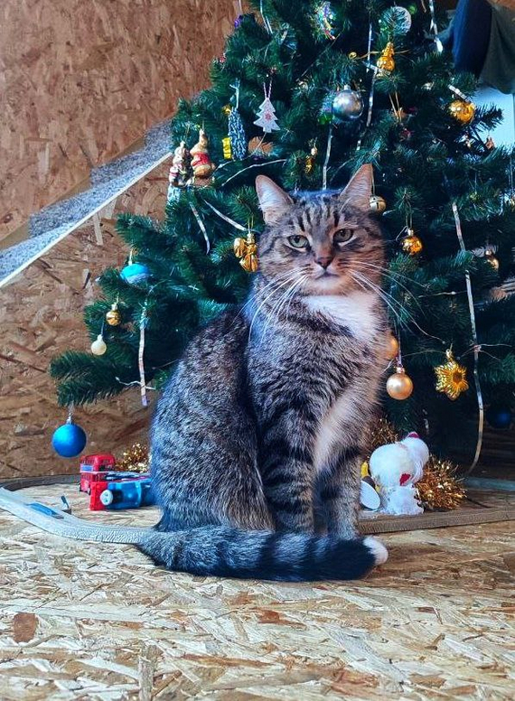 Ответ на пост «Конкурс: лучший кот Пикабу»