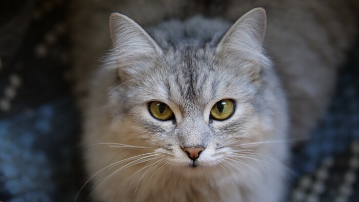 Ответ на пост «Конкурс: лучший кот Пикабу»