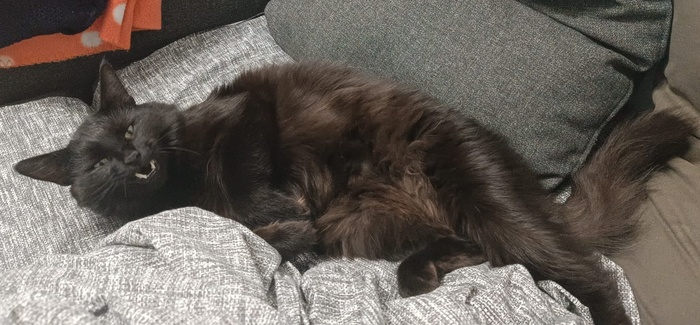 Ответ на пост «Конкурс: лучший кот Пикабу»