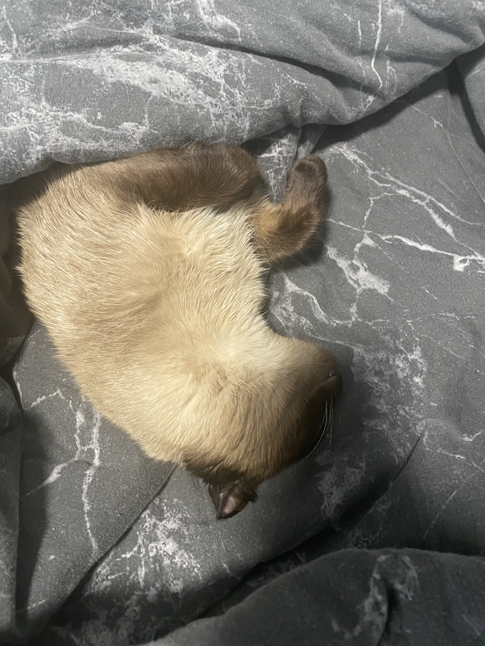 Ответ на пост «Конкурс: лучший кот Пикабу»