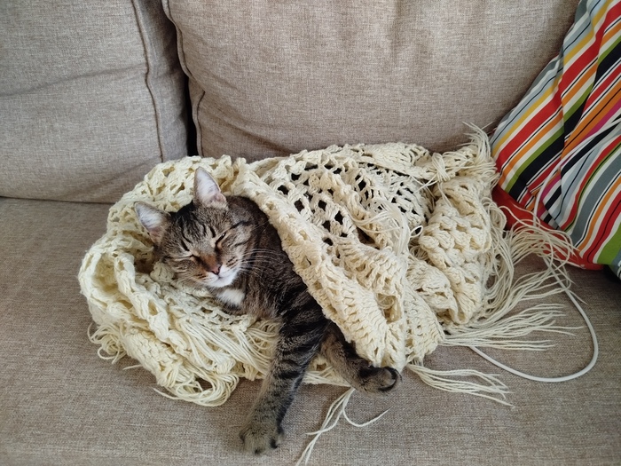 Старичок Макс, любит поспать