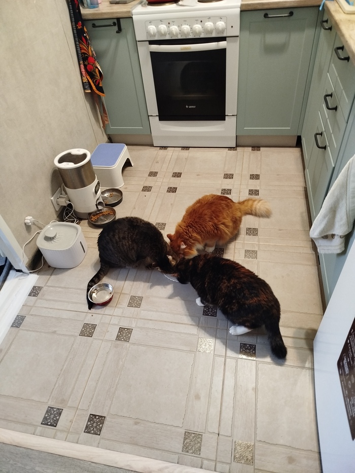 А тут еще и кошка Соня засветилась, она не любит фотографироваться