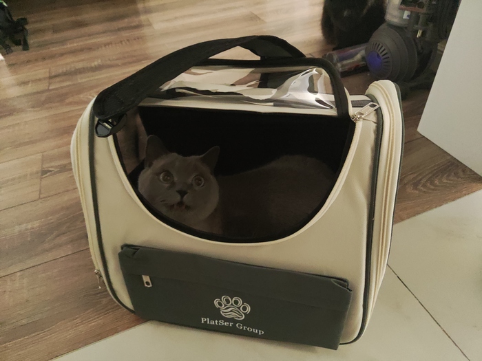 Ответ на пост «Конкурс: лучший кот Пикабу»