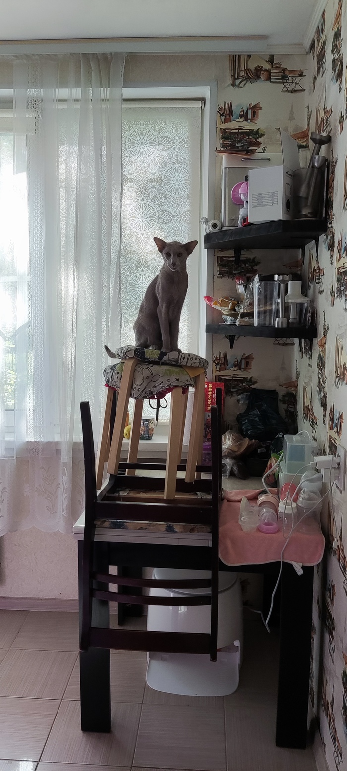 Кот вертикальный.