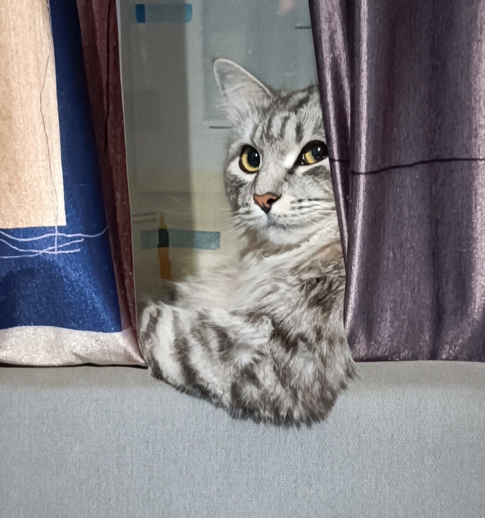 Ответ на пост «Конкурс: лучший кот Пикабу»